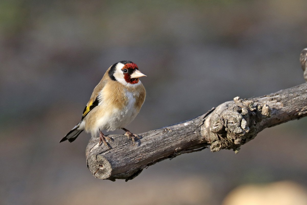 European Goldfinch - ML391724181