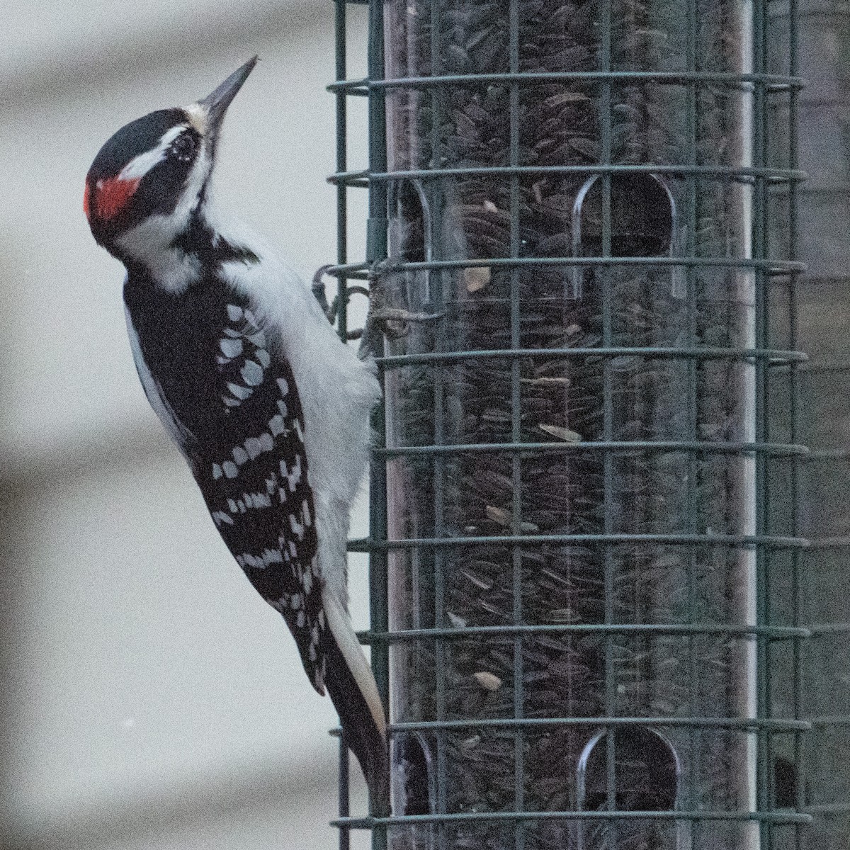 Hairy Woodpecker - ML391724191