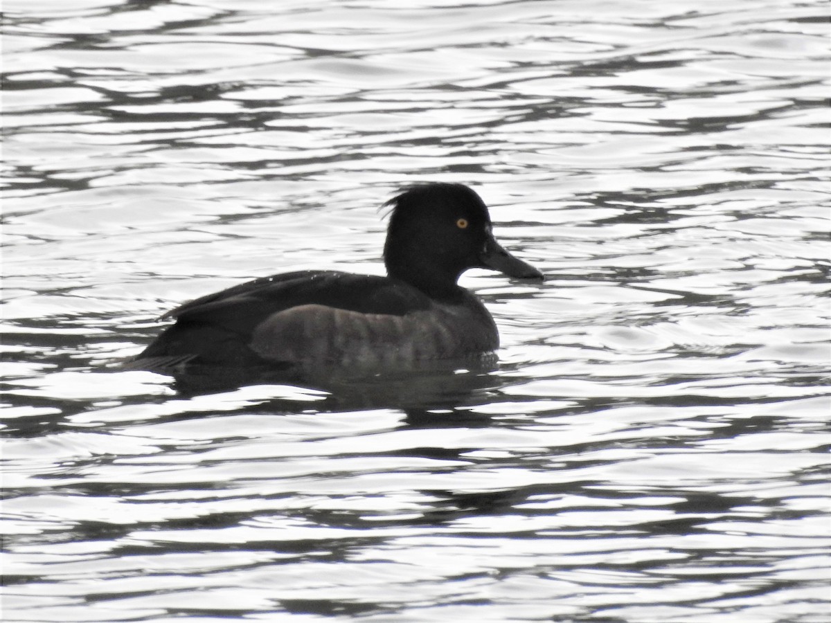 Tufted Duck - ML391724651