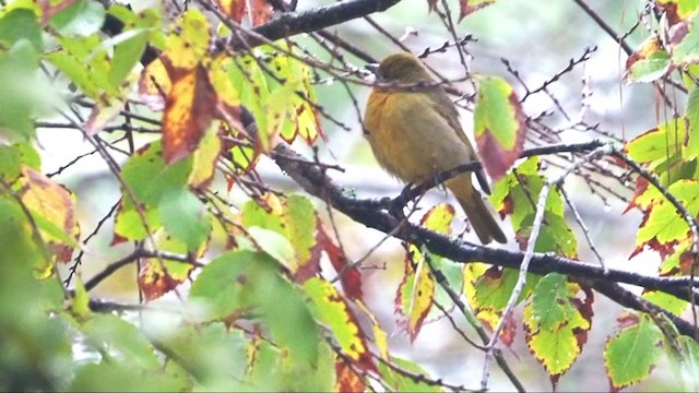 Hepatic Tanager - ML391726151