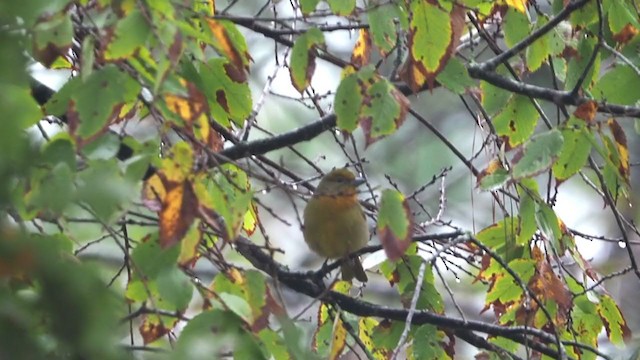 Hepatic Tanager - ML391726211