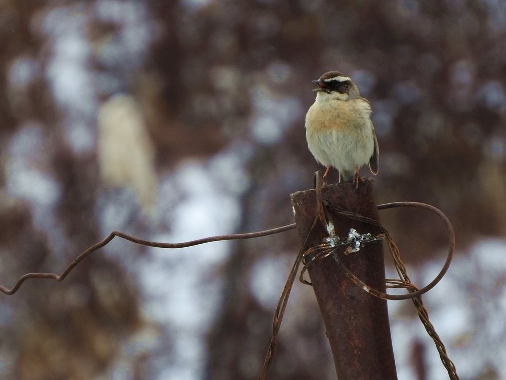 Brown Accentor - Matt Slaymaker