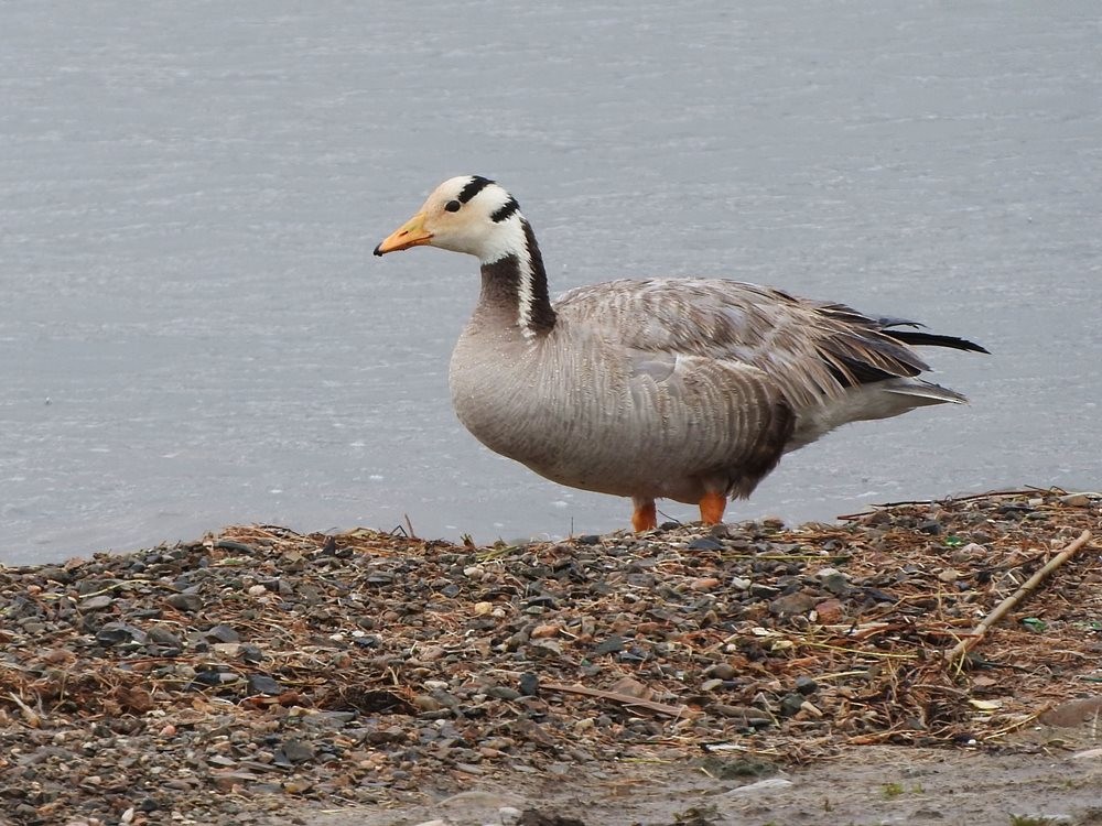 Bar-headed Goose - ML391726621