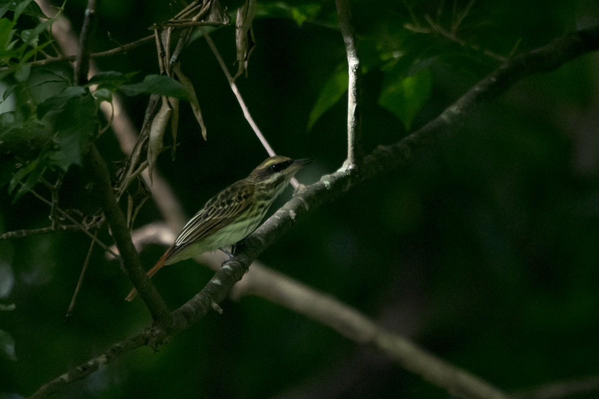 Streaked Flycatcher - ML39172671