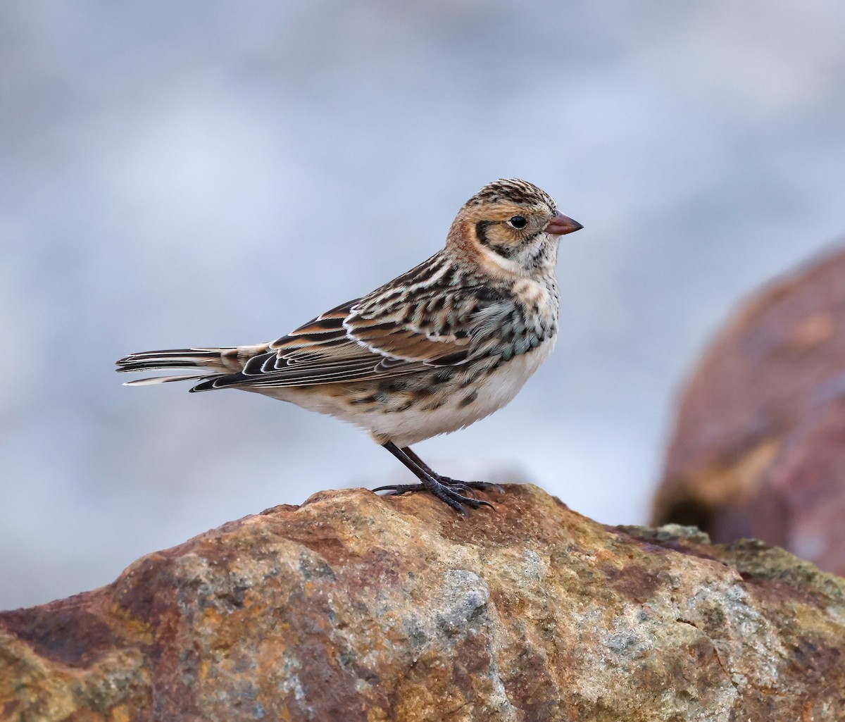 Lapland Longspur - Robin Ohrt