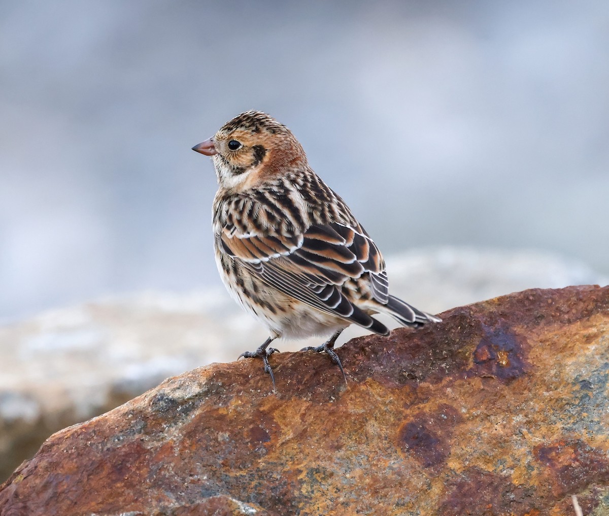 Lapland Longspur - Robin Ohrt