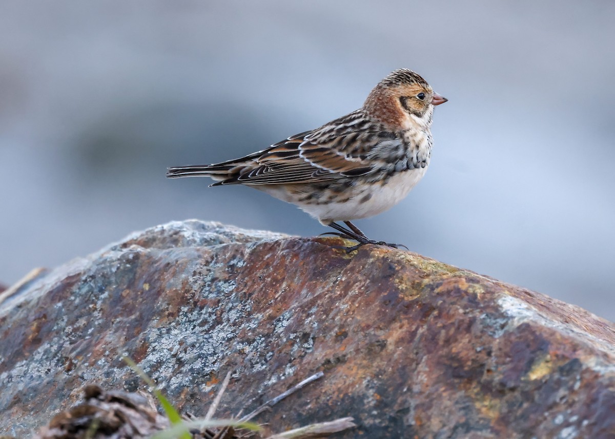 Lapland Longspur - Robin Ohrt