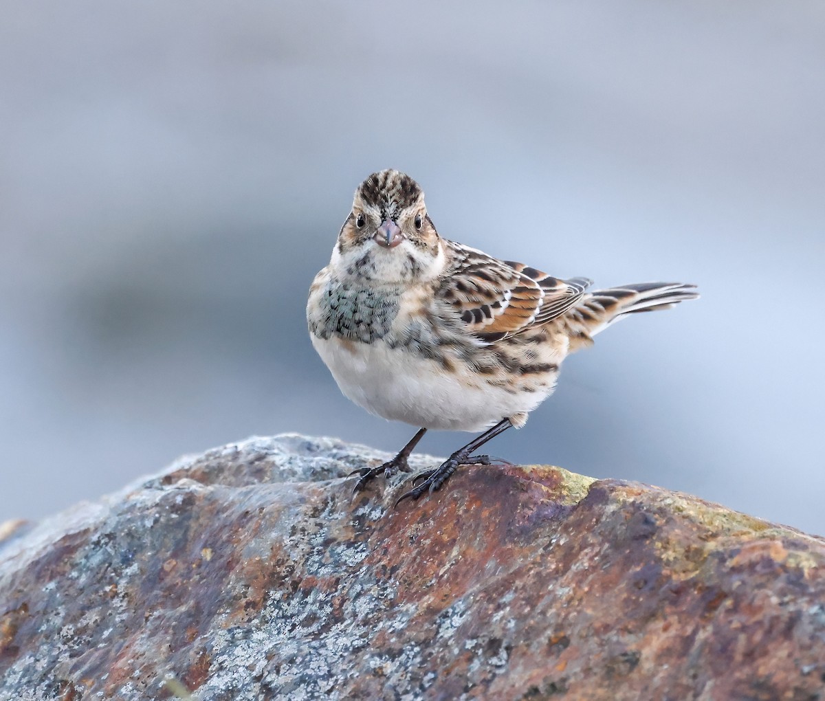 Lapland Longspur - Robin Ohrt