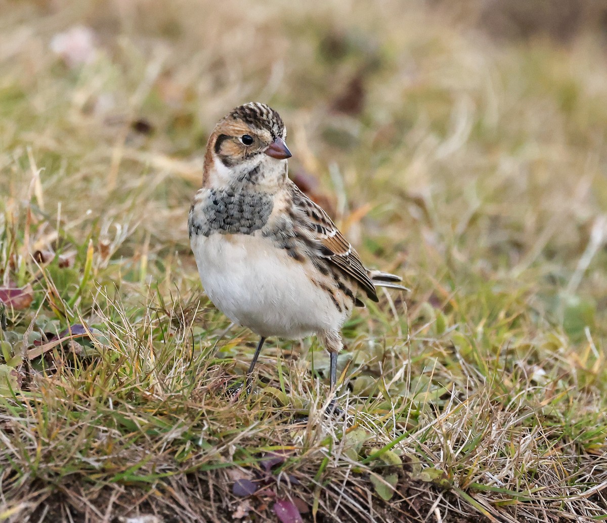 Lapland Longspur - Robin Ohrt