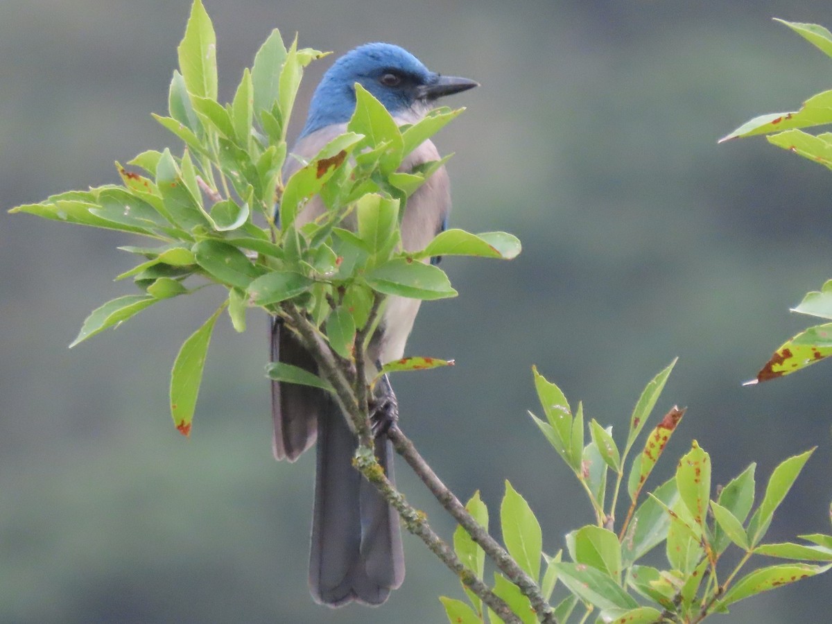 Mexican Jay - ML391727221