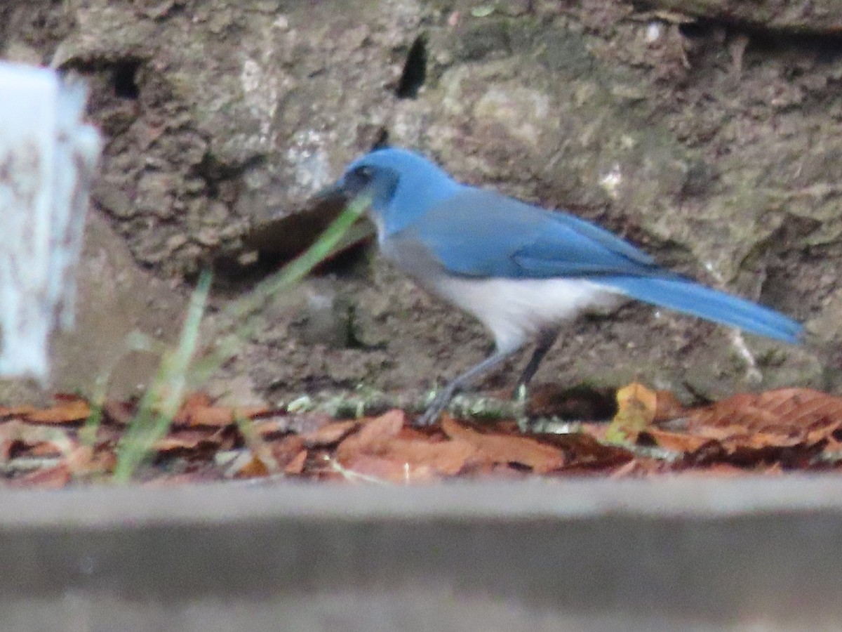 Mexican Jay - ML391727381