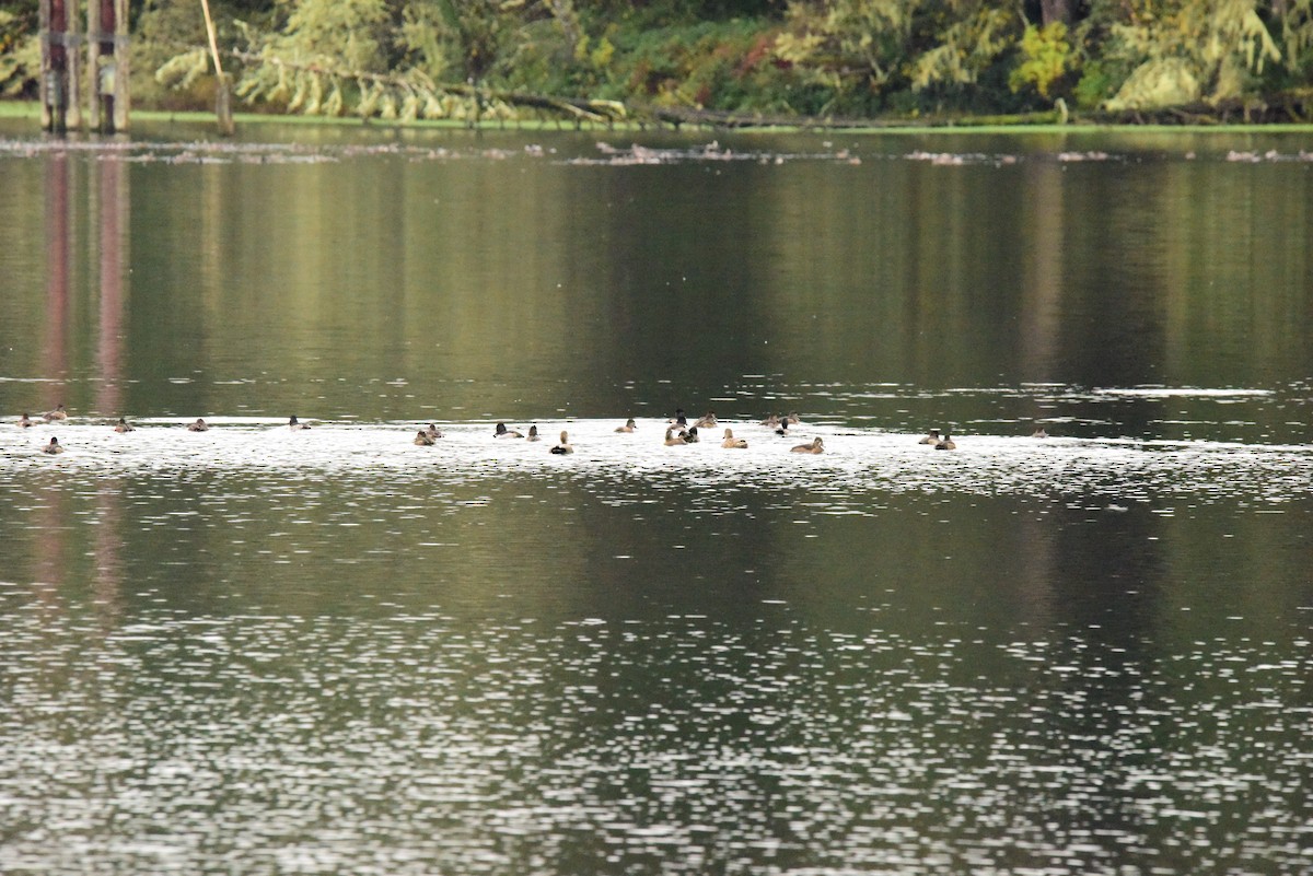 Ring-necked Duck - ML391727981