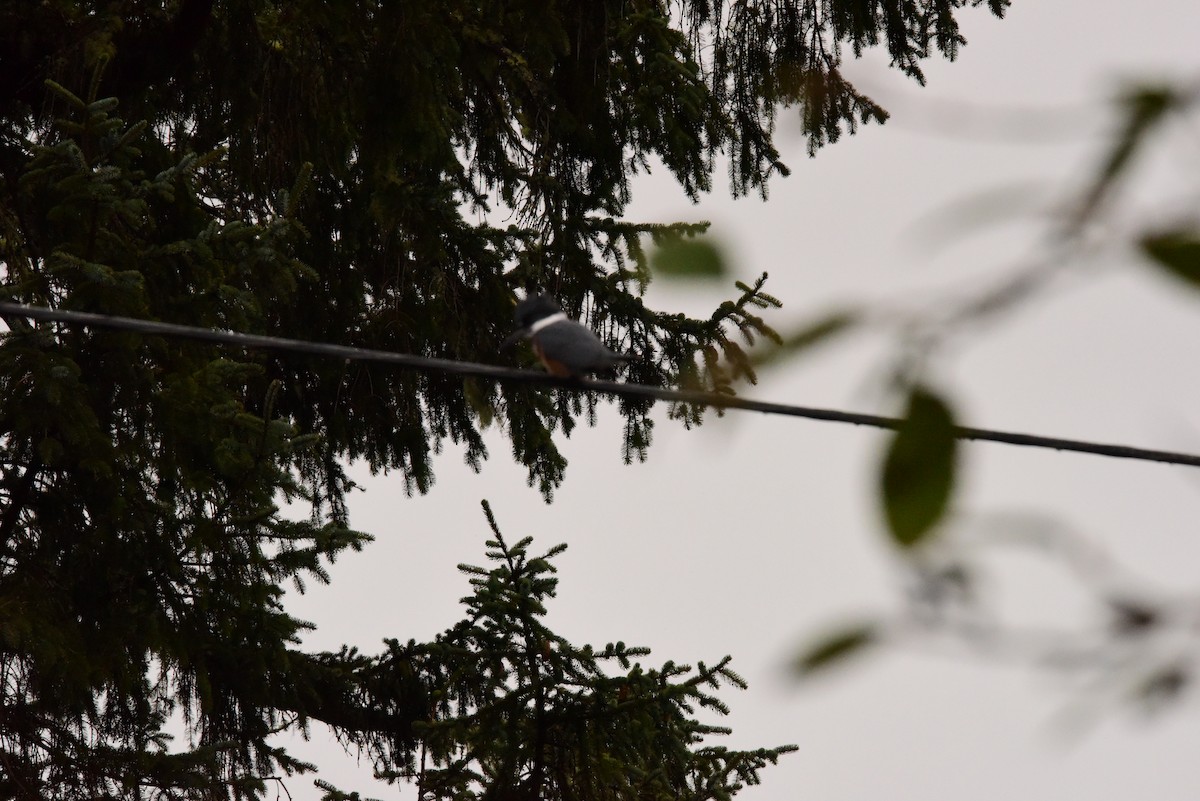 Belted Kingfisher - Terry  Little