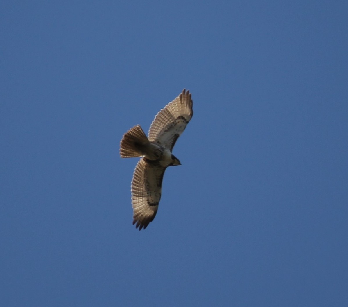 Red-tailed Hawk - ML39173171