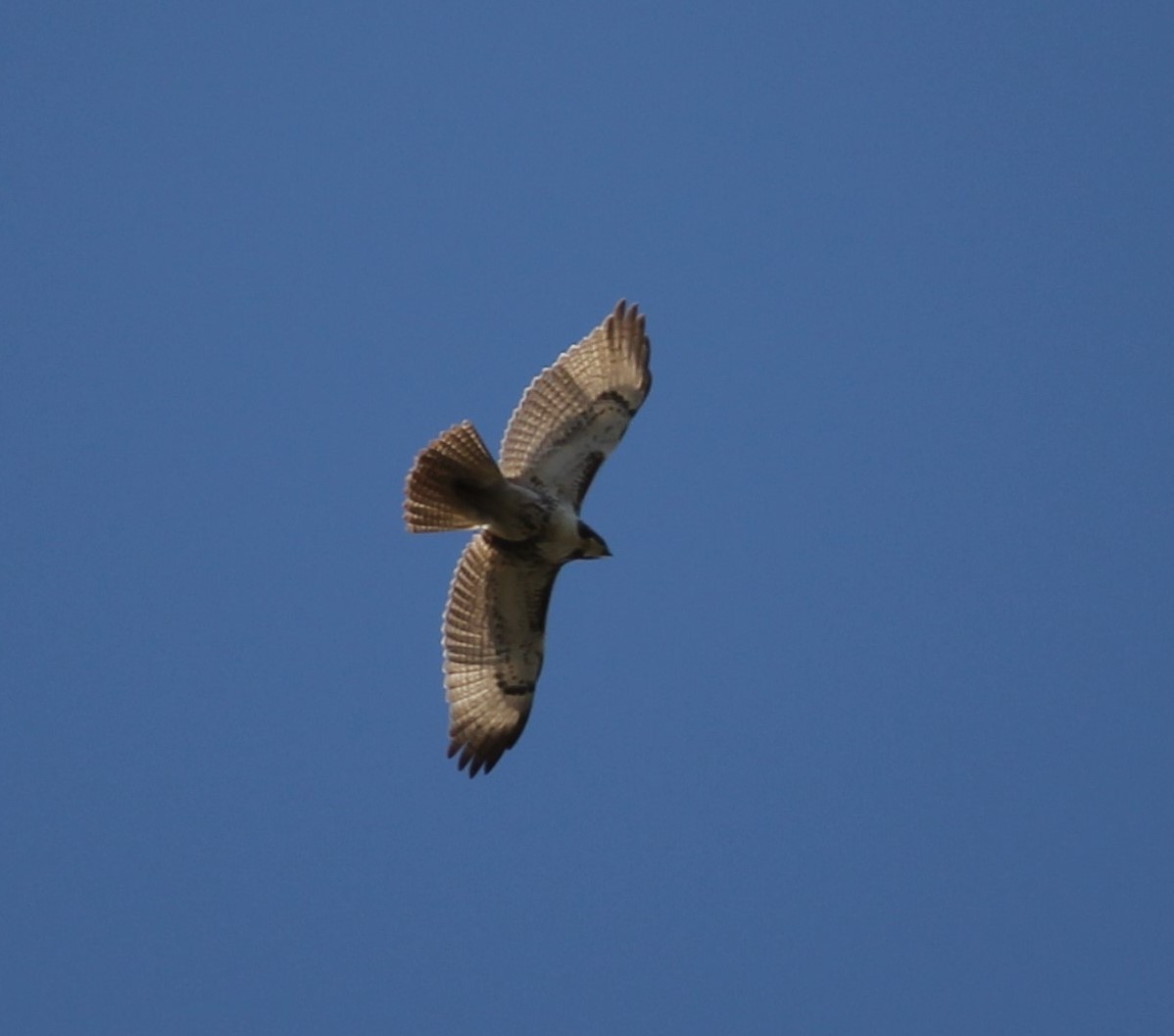 Red-tailed Hawk - Amy Lyyski