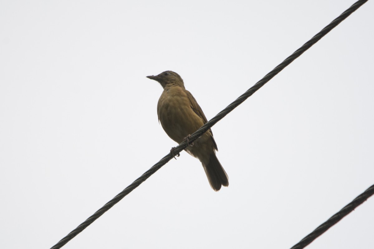 Cocoa Thrush - Jerome Foster