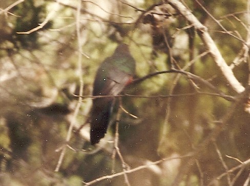 Quetzal oreillard - ML39173431