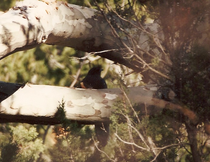 Quetzal oreillard - ML39173461