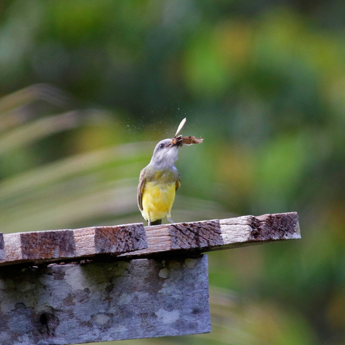 Tropical Kingbird - ML391735611