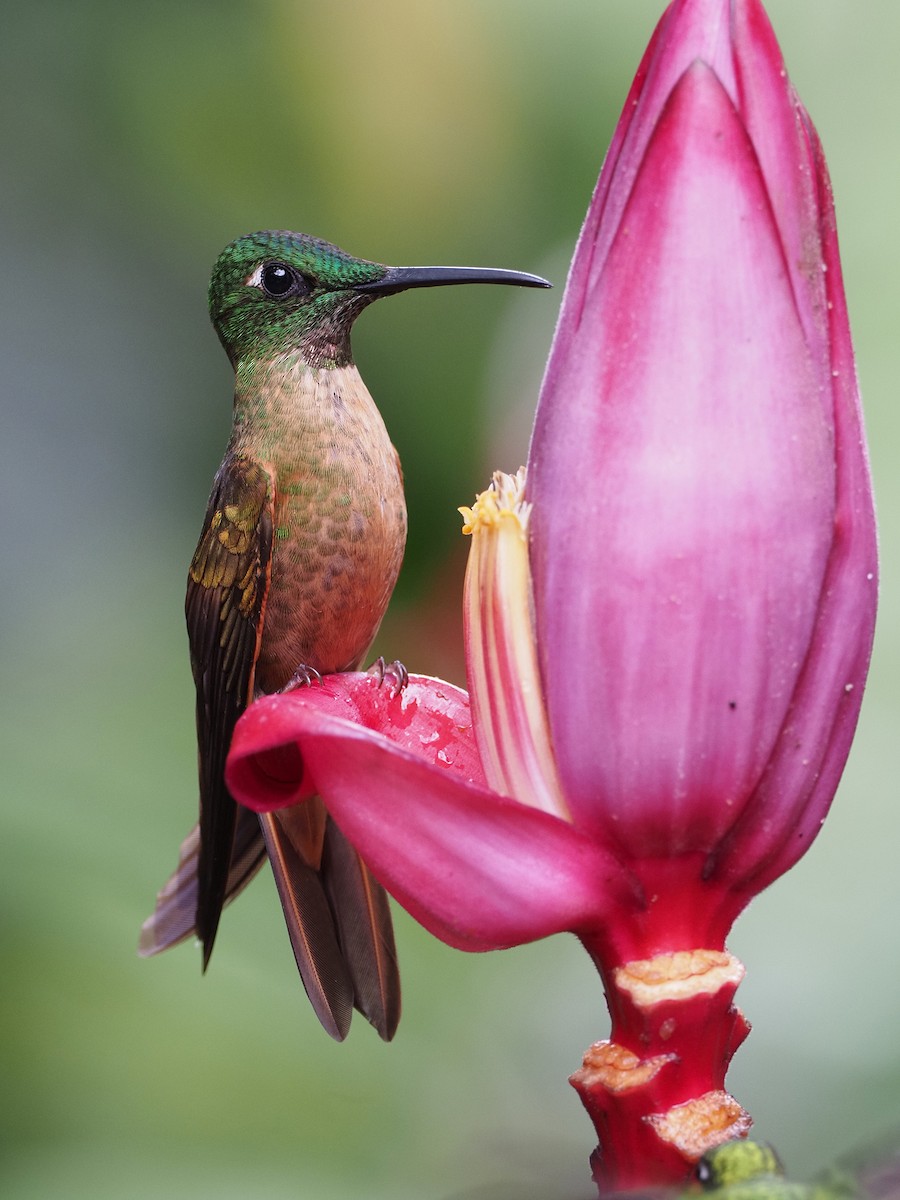 Fawn-breasted Brilliant - ML391736071