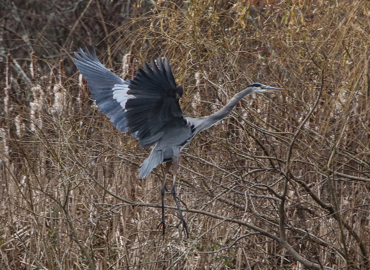 Great Blue Heron - ML391740021