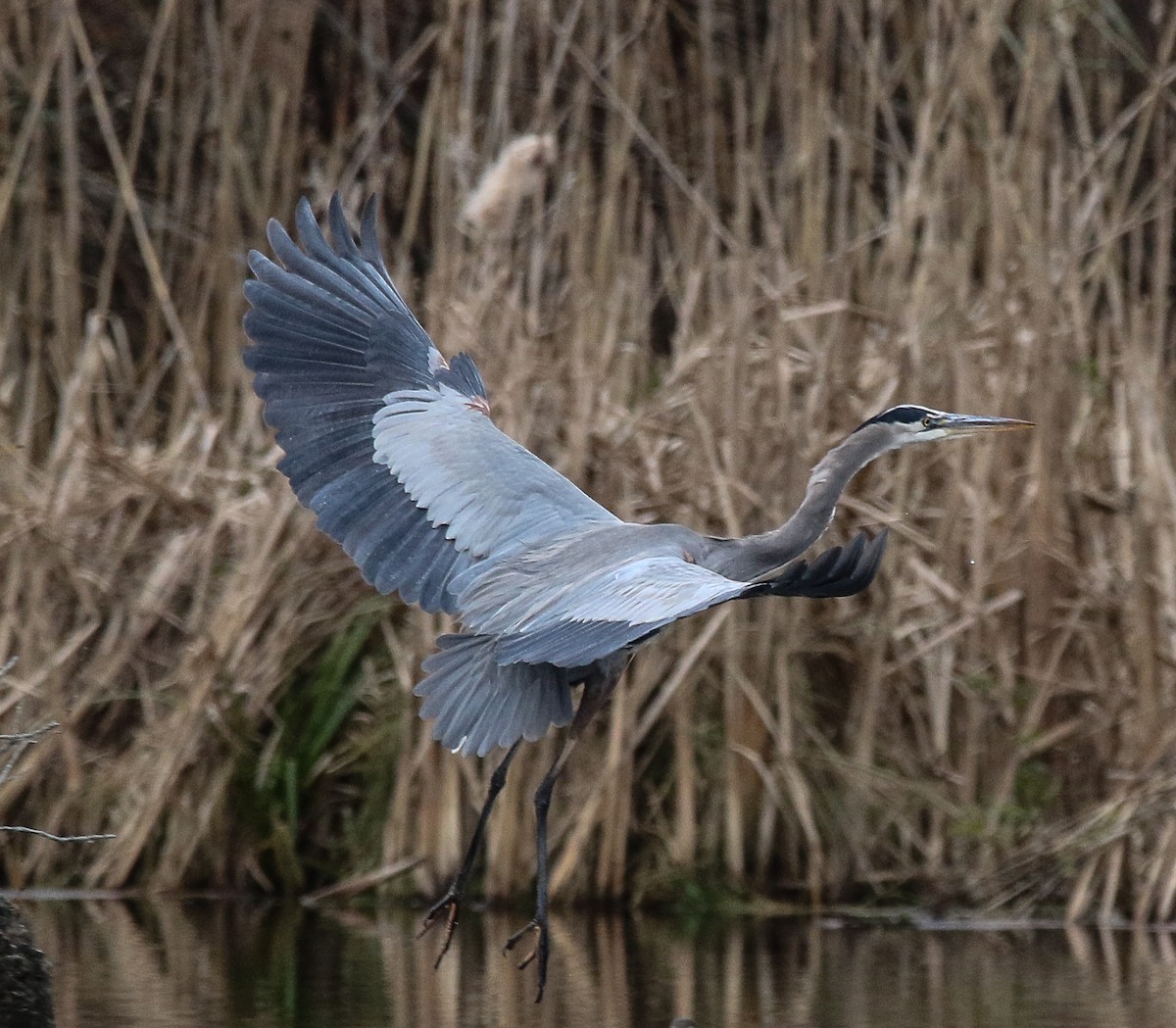 Great Blue Heron - ML391740031