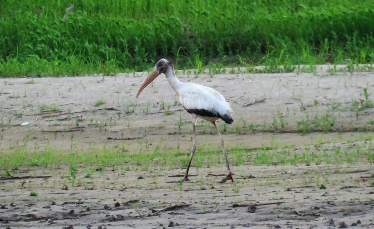 Wood Stork - ML391741181