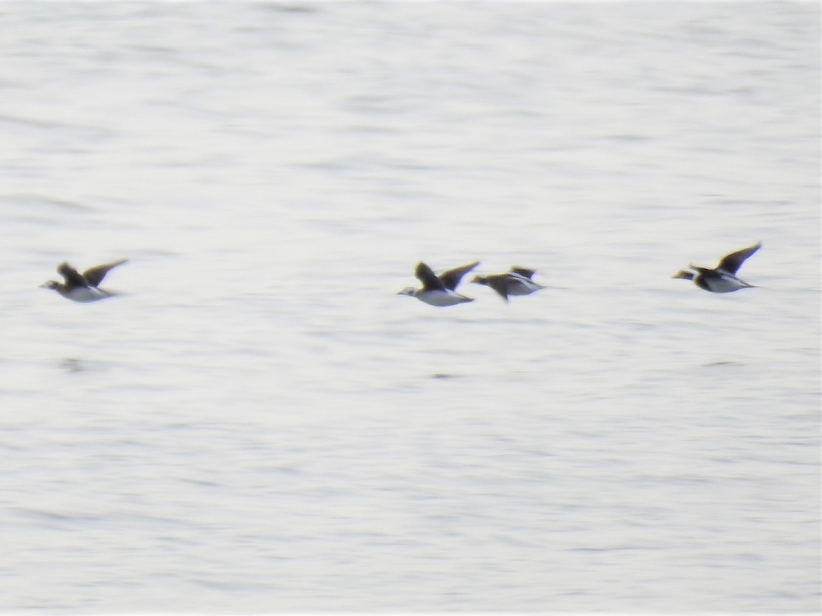 Long-tailed Duck - ML391741811