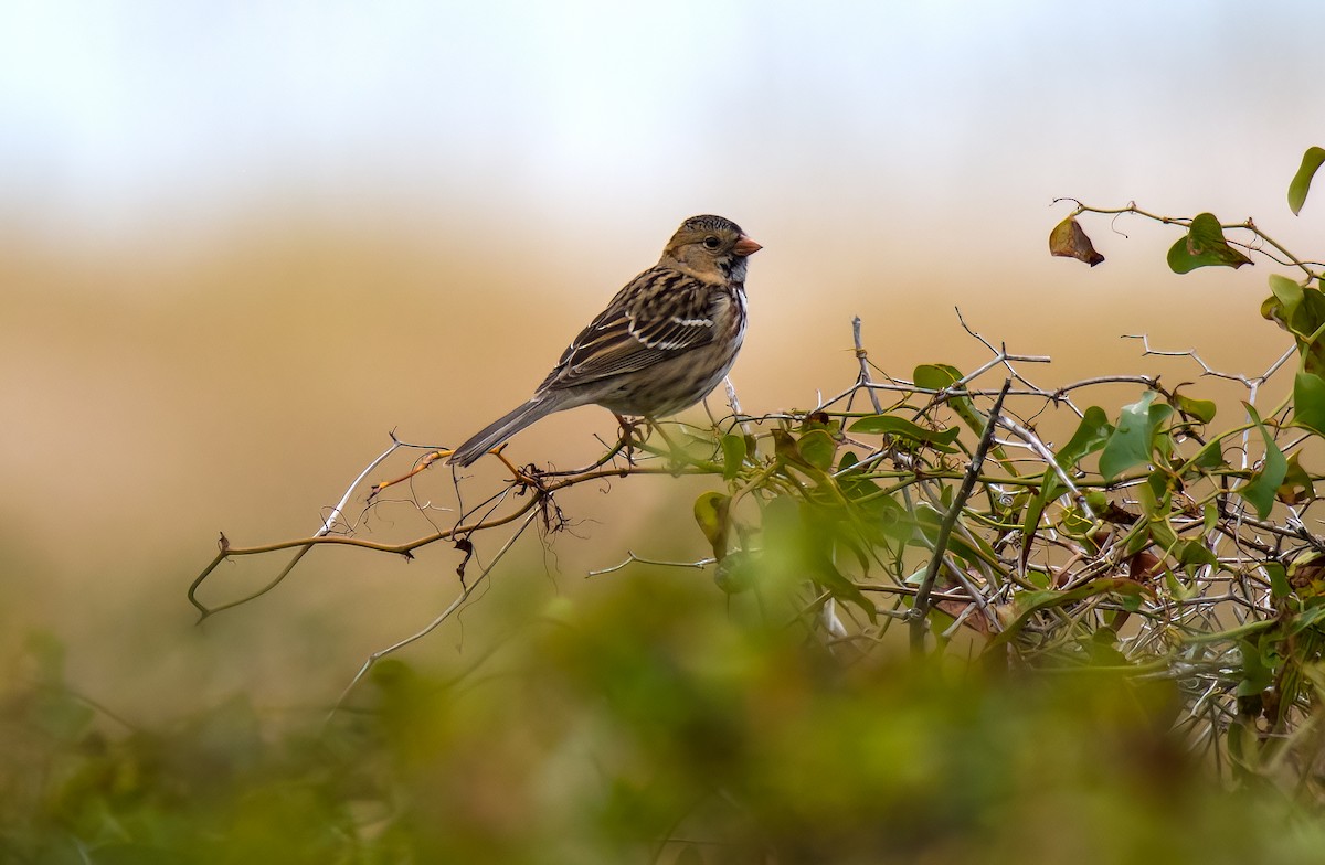 Harris's Sparrow - ML391741841