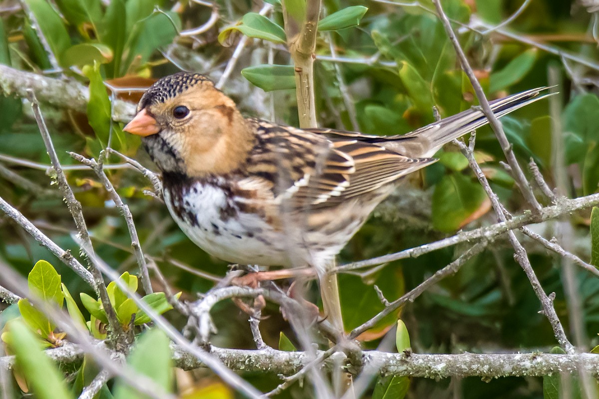 Harris's Sparrow - Perry Doggrell