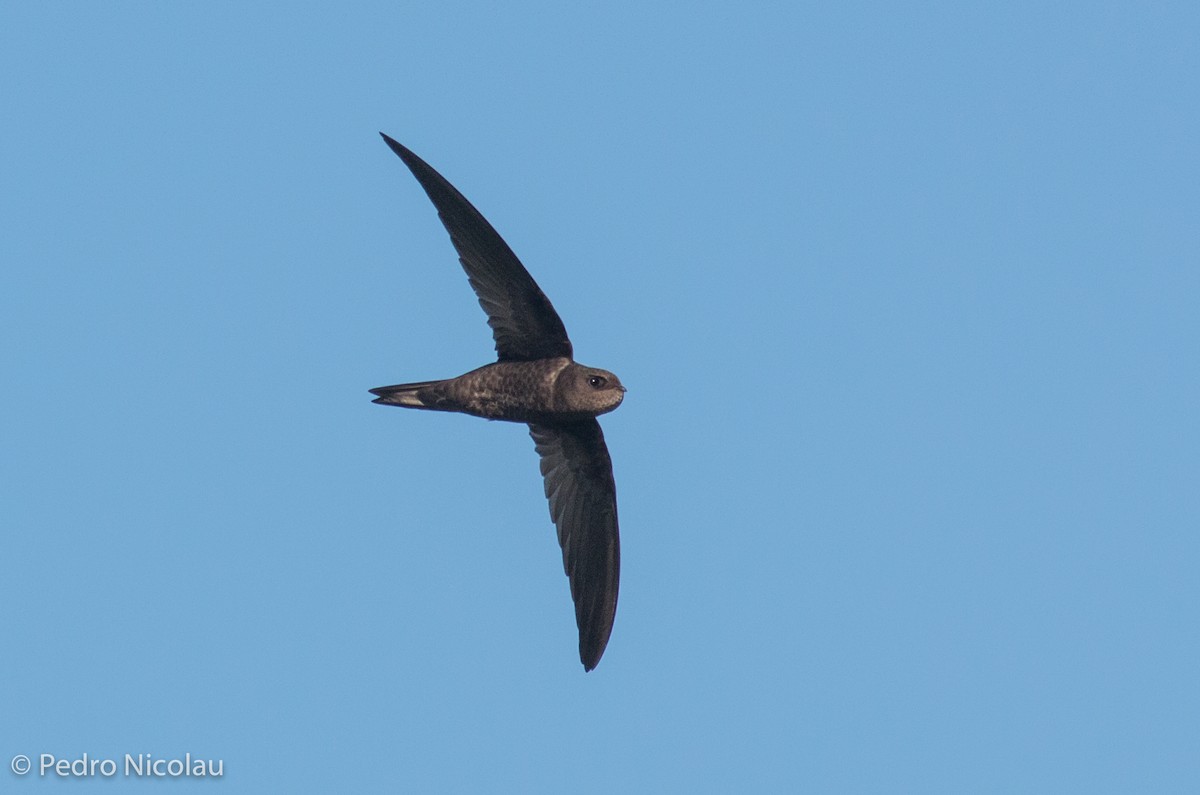 Plain Swift - Pedro Nicolau