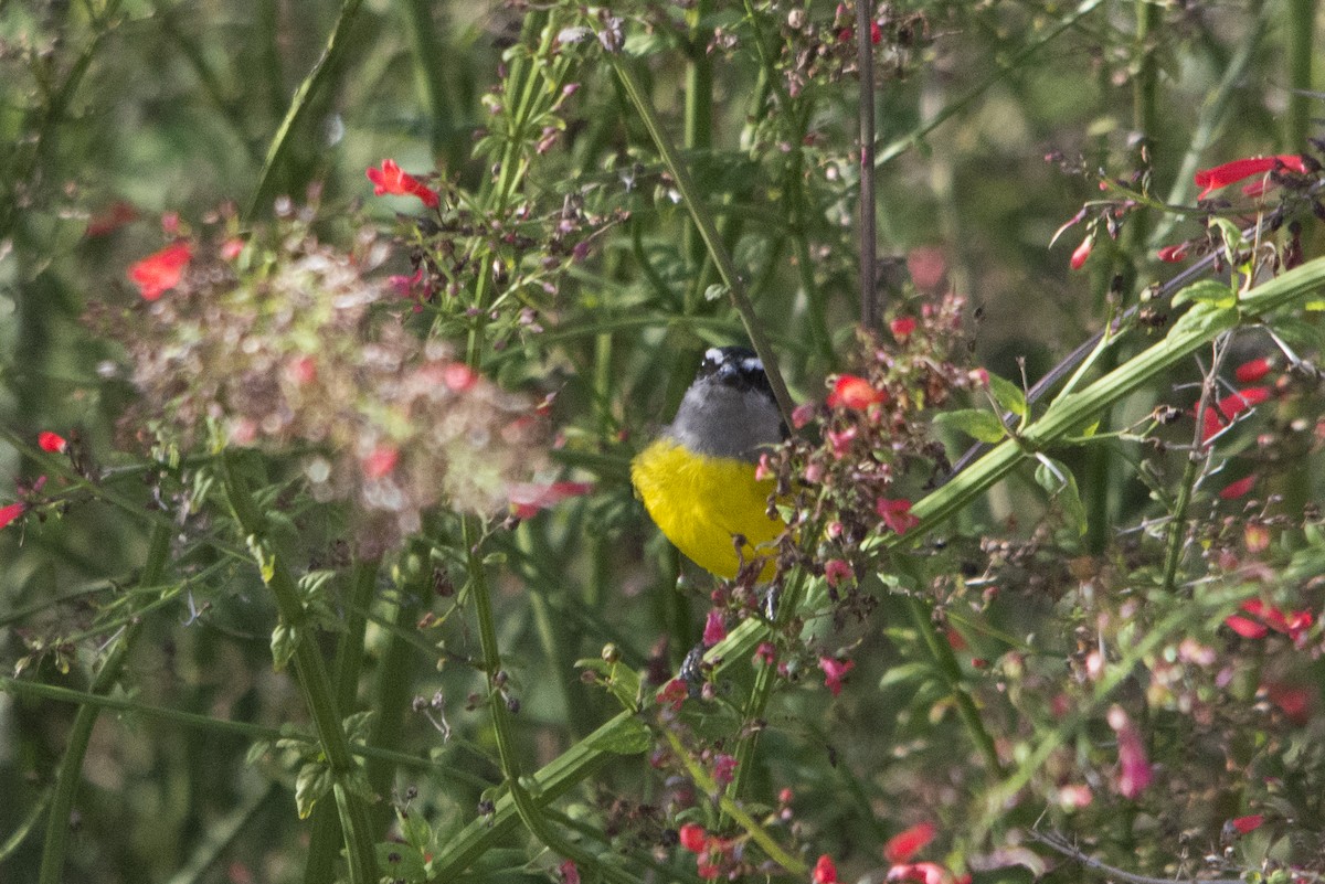 Zuckervogel - ML39174391