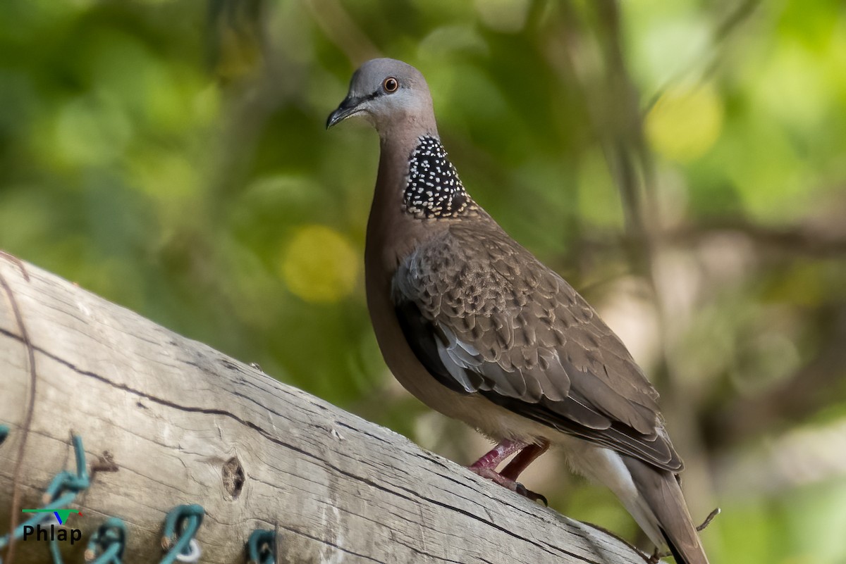 Spotted Dove - ML391744621