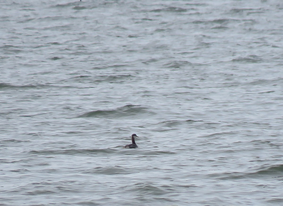 Red-necked Grebe - ML391745241