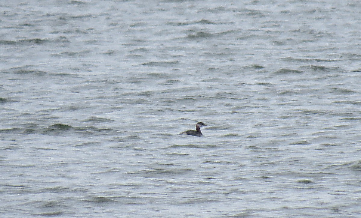 Red-necked Grebe - ML391745331