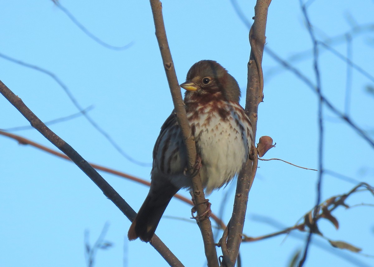 Fox Sparrow - ML391745511