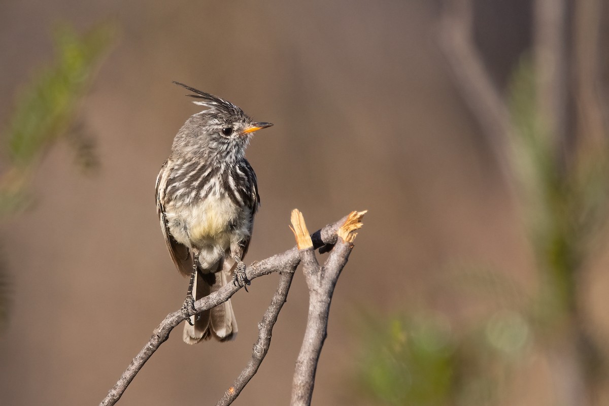 Yellow-billed Tit-Tyrant - ML391745541