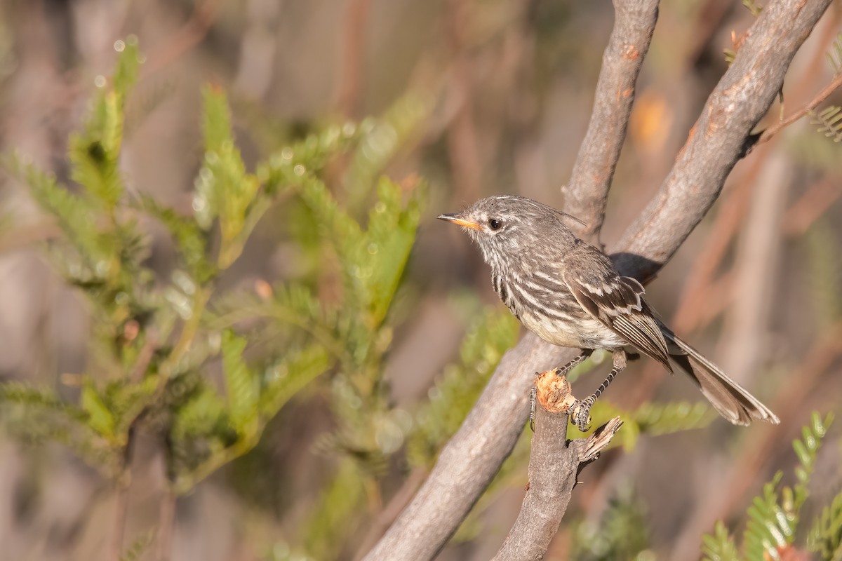 Yellow-billed Tit-Tyrant - Pablo Re