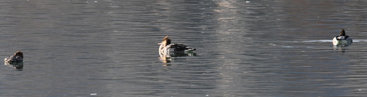 Red-breasted Merganser - ML391745831