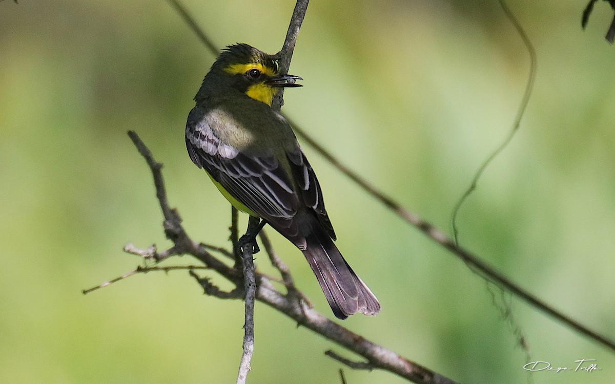 Yellow-browed Tyrant - Diego Trillo
