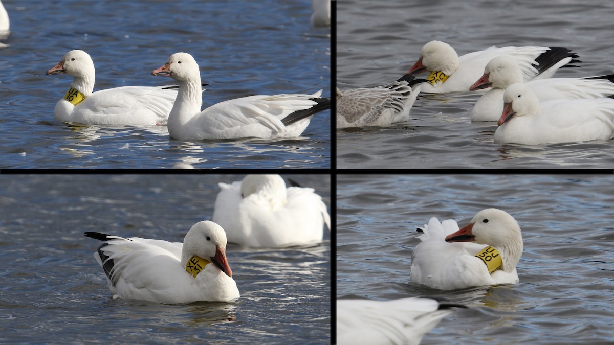 Snow Goose - ML39174711