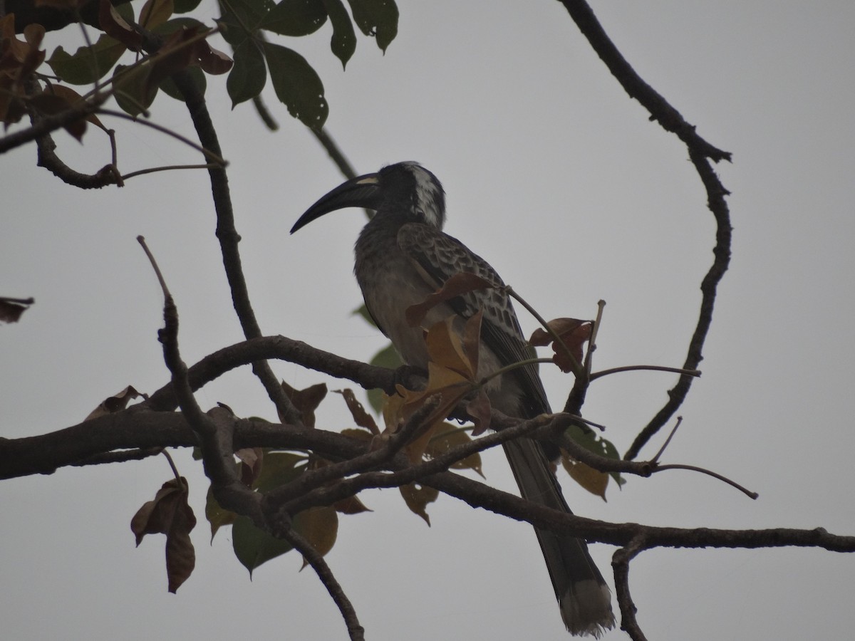 African Gray Hornbill - ML391747281