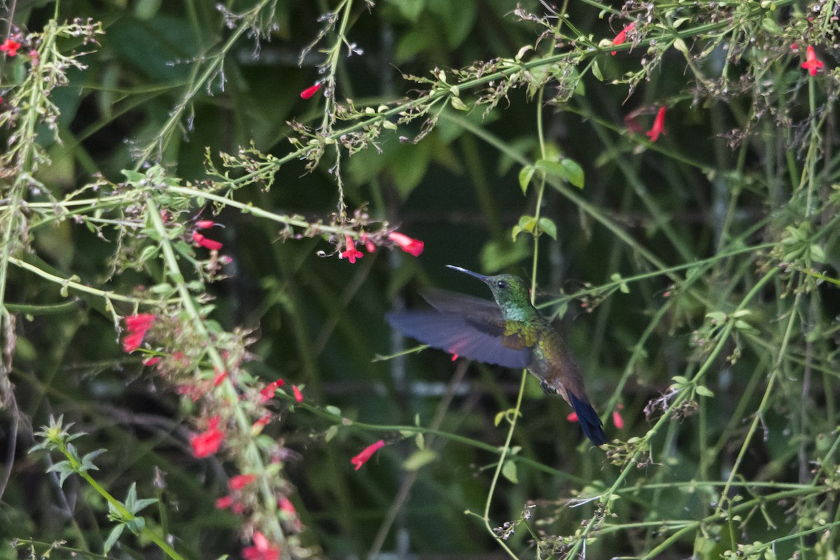 kolibřík měděnořitý - ML39174791