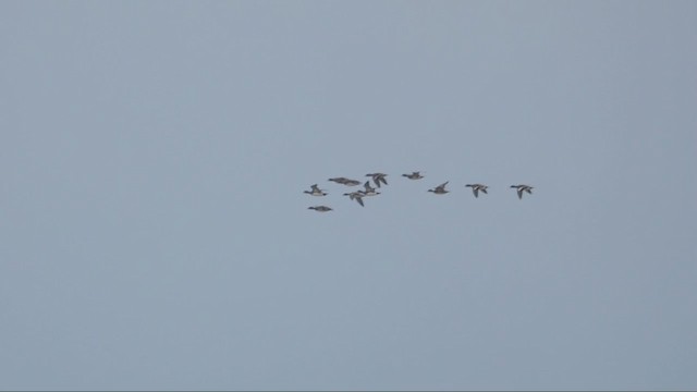 American Wigeon - ML391748861