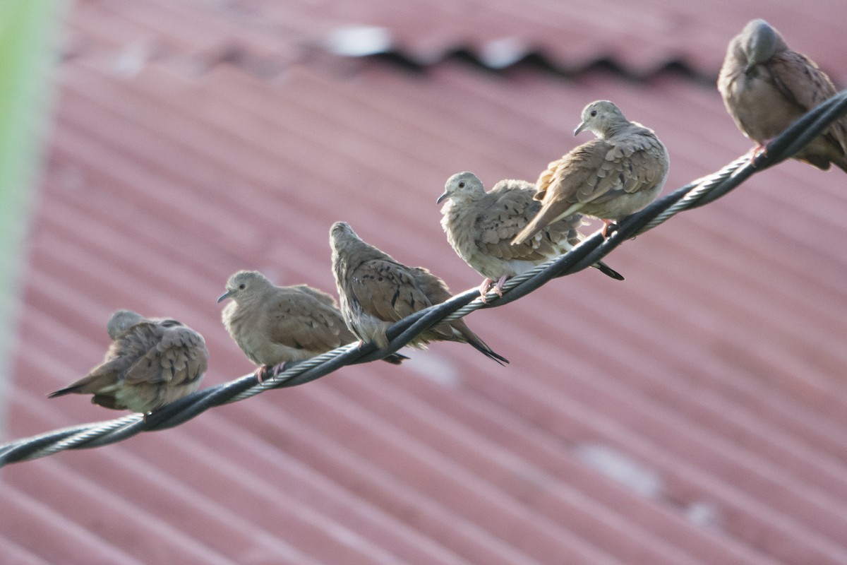 Ruddy Ground Dove - Jerome Foster