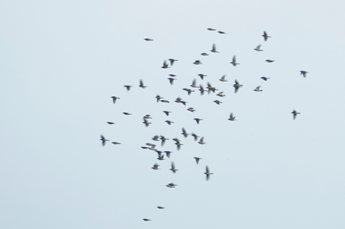 Ampelis Americano - ML391749991