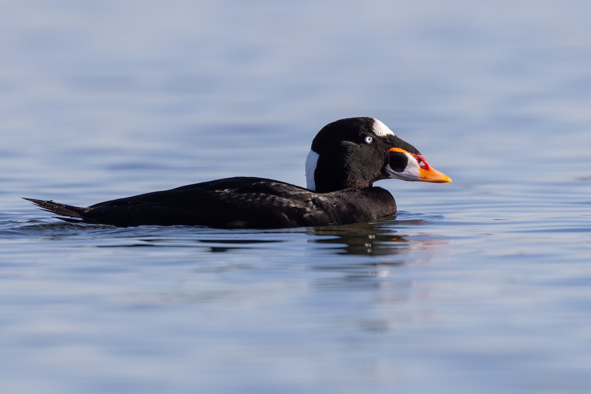 Surf Scoter - Loni Ye