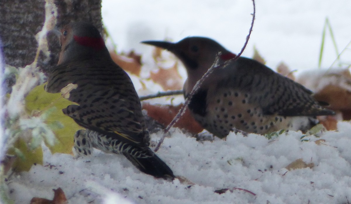 Northern Flicker - Pierre Fradette