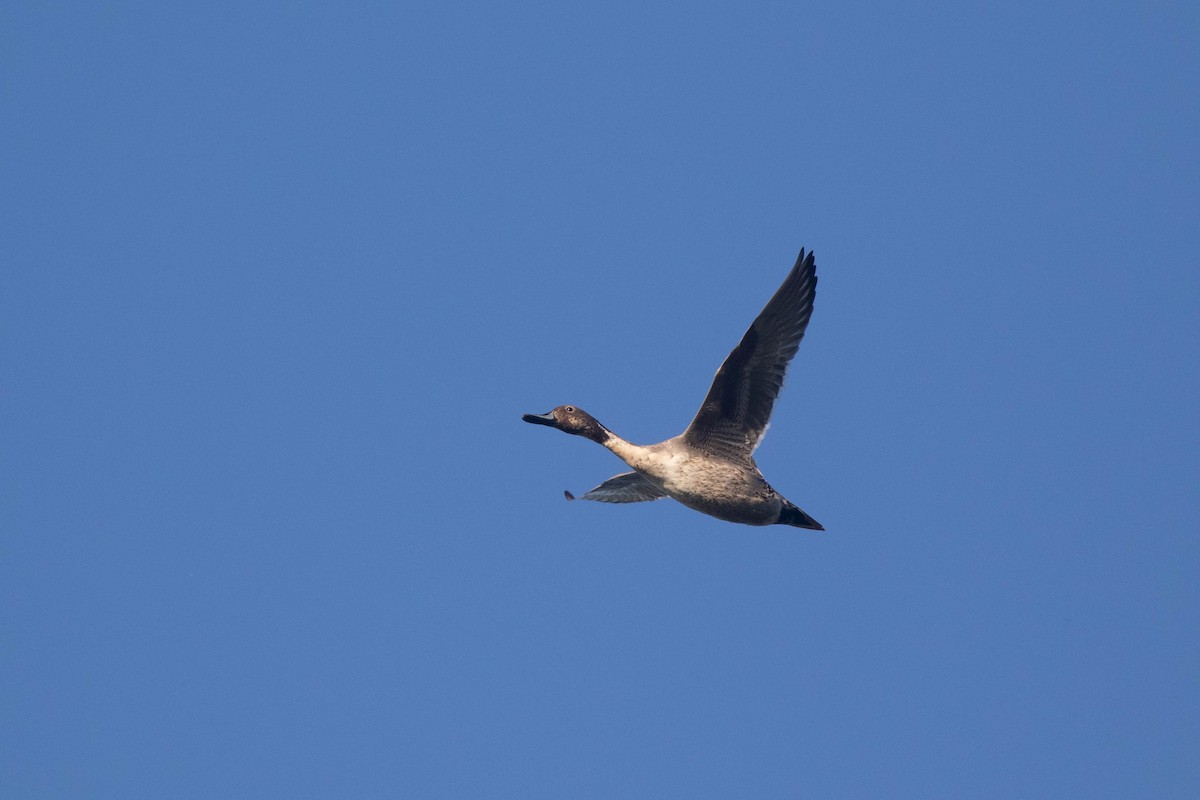 Northern Pintail - Alex Lamoreaux