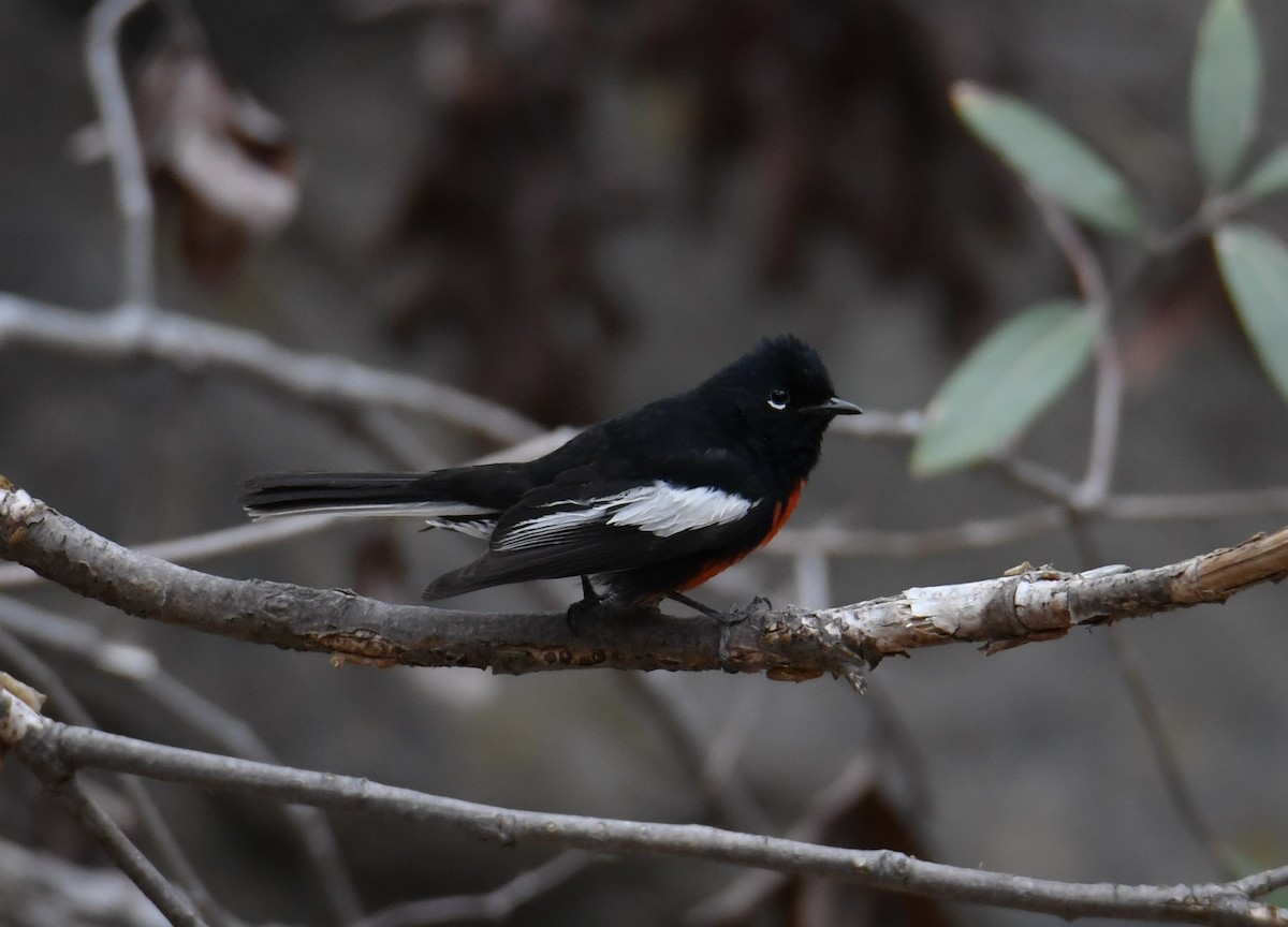 Painted Redstart - ML391754311